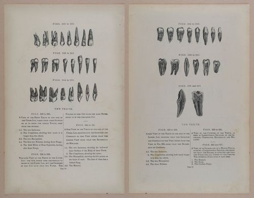 E309 - Anatomical Atlas - 8164-8165