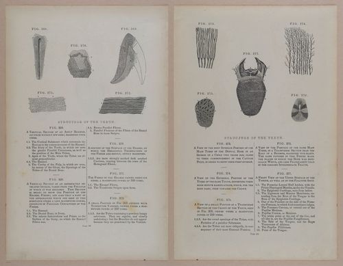 E309 - Anatomical Atlas - 8166-8167