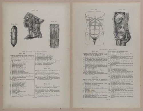 E309 - Anatomical Atlas - 8172-8173