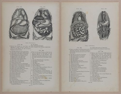 E309 - Anatomical Atlas - 8174-8175