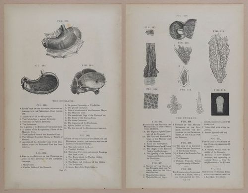 E309 - Anatomical Atlas - 8176-8177