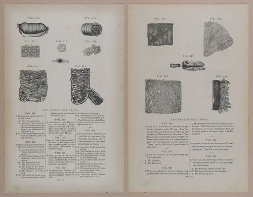 E309 - Anatomical Atlas - 8178-8179