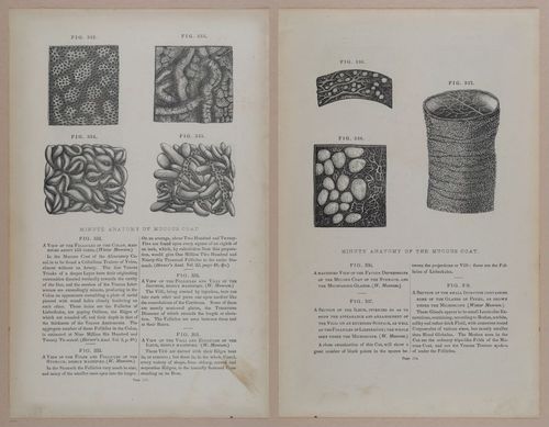E309 - Anatomical Atlas - 8182-8183