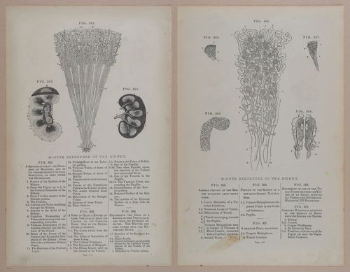 E309 - Anatomical Atlas - 8188-8189