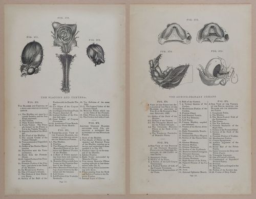 E309 - Anatomical Atlas - 8190-8191