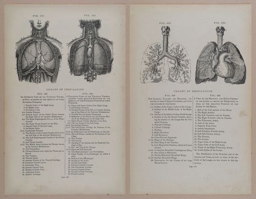 E309 - Anatomical Atlas - 8204-8205
