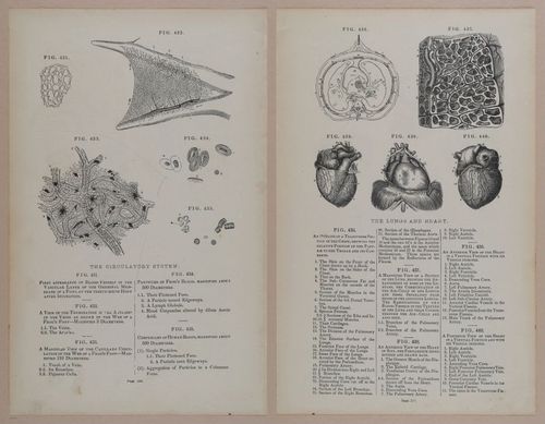 E309 - Anatomical Atlas - 8206-8207
