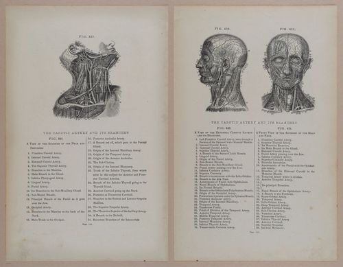 E309 - Anatomical Atlas - 8210-8211