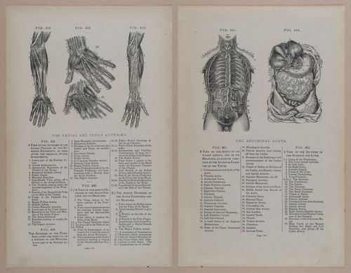 E309 - Anatomical Atlas - 8214-8215