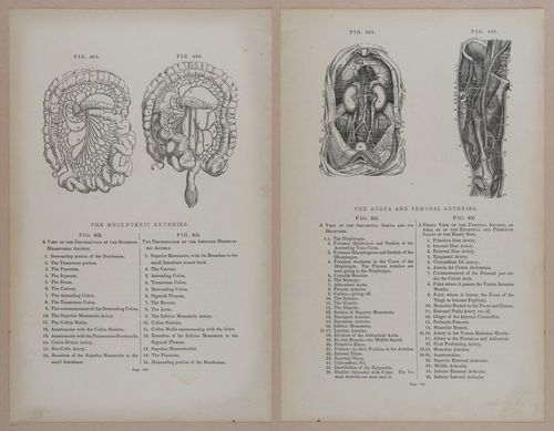 E309 - Anatomical Atlas - 8216-8217