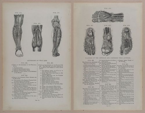 E309 - Anatomical Atlas - 8220-8221