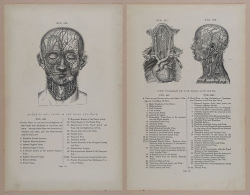 E309 - Anatomical Atlas - 8222-8223