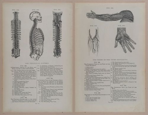 E309 - Anatomical Atlas - 8224-8225