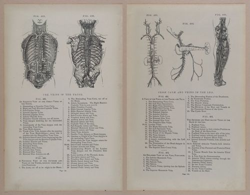 E309 - Anatomical Atlas - 8226-8227