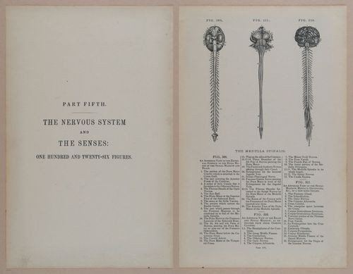 E309 - Anatomical Atlas - 8232-8233