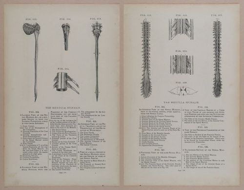 E309 - Anatomical Atlas - 8234-8235