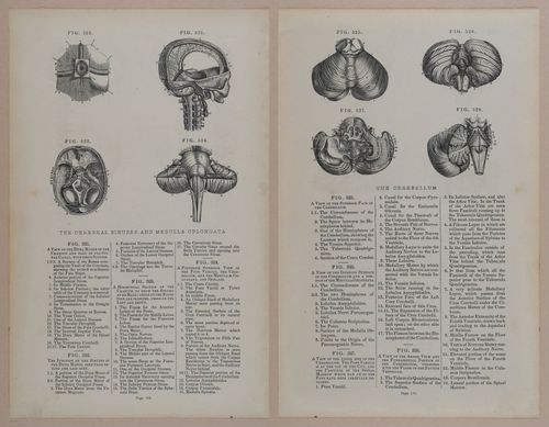 E309 - Anatomical Atlas - 8236-8237