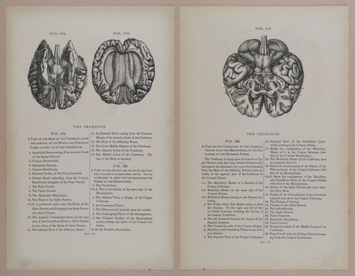 E309 - Anatomical Atlas - 8240-8241