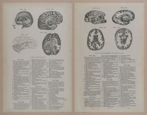 E309 - Anatomical Atlas - 8242-8243