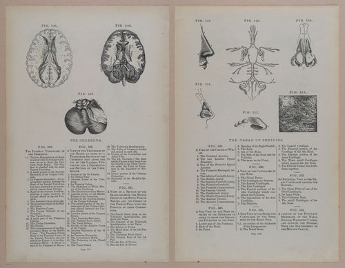 E309 - Anatomical Atlas - 8244-8245