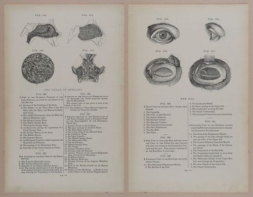 E309 - Anatomical Atlas - 8246-8247