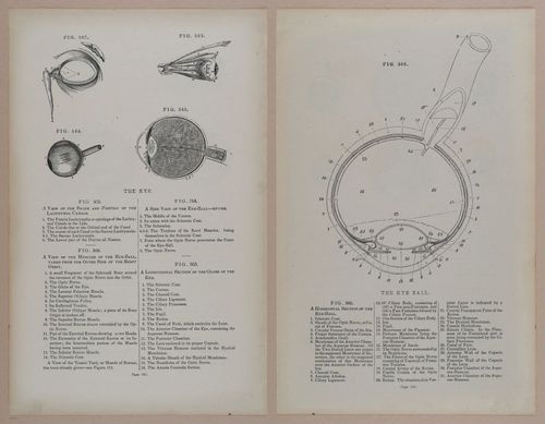 E309 - Anatomical Atlas - 8248-8249