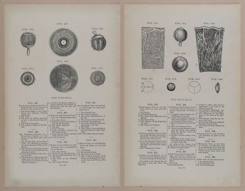 E309 - Anatomical Atlas - 8250-8251