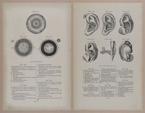 E309 - Anatomical Atlas - 8252-8253