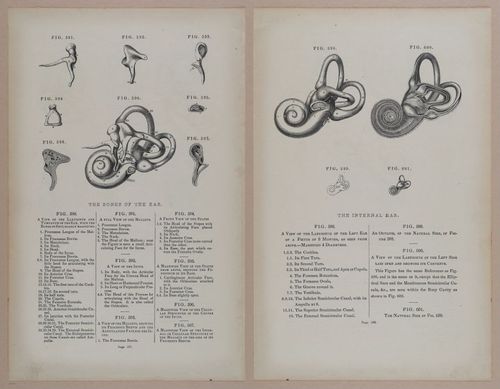 E309 - Anatomical Atlas - 8254-8255