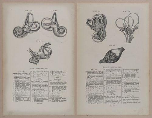 E309 - Anatomical Atlas - 8256-8257