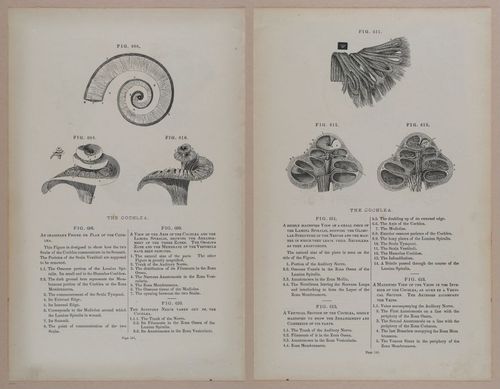 E309 - Anatomical Atlas - 8258-8259