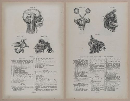 E309 - Anatomical Atlas - 8260-8261