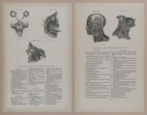 E309 - Anatomical Atlas - 8262-8263