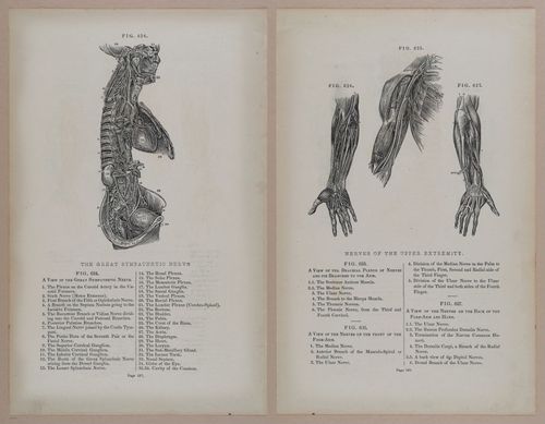 E309 - Anatomical Atlas - 8264-8265