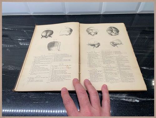 E309 - Anatomical Atlas - 7802