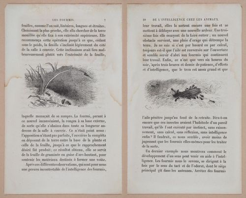 E312 - L'Intelligence Des Animaux - 8497-8498
