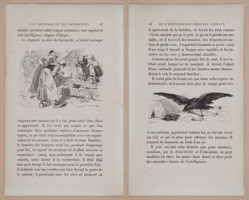 E312 - L'Intelligence Des Animaux - 8509-8510