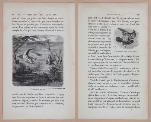 E312 - L'Intelligence Des Animaux - 8511-8513