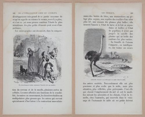 E312 - L'Intelligence Des Animaux - 8514-8515