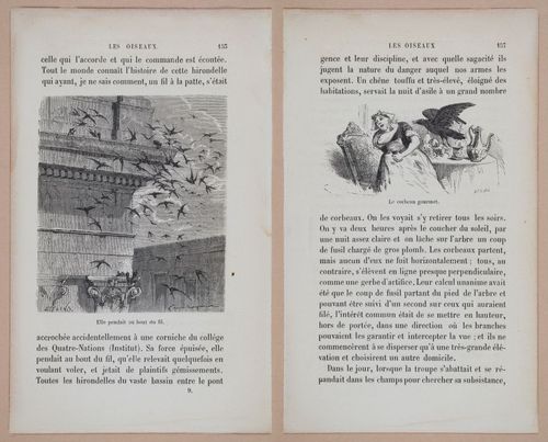 E312 - L'Intelligence Des Animaux - 8522-8523