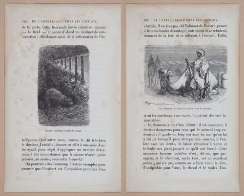 E312 - L'Intelligence Des Animaux - 8533-8534