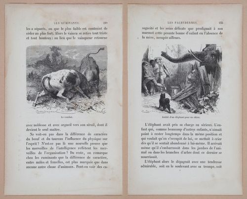 E312 - L'Intelligence Des Animaux - 8535-8537