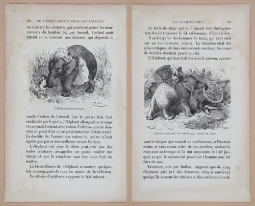 E312 - L'Intelligence Des Animaux - 8538-8539