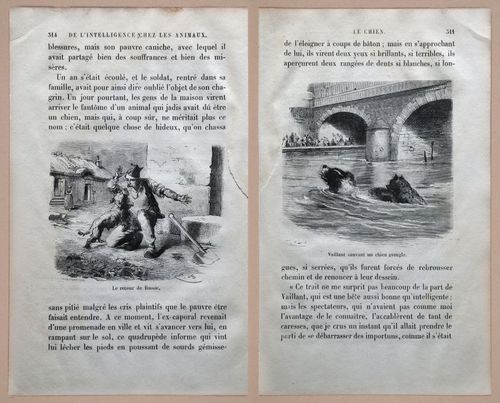 E312 - L'Intelligence Des Animaux - 8547-8548