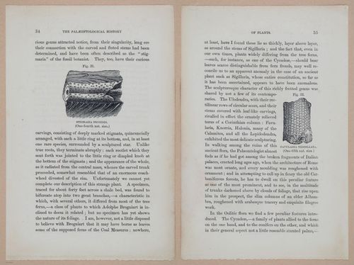 E323 - The Testimony of the Rocks - 9086-9087