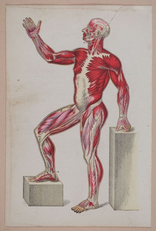 E311 - Hygienic Physiology - i8405