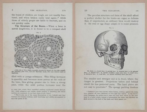E311 - Hygienic Physiology - i8392-8393