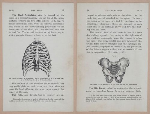 E311 - Hygienic Physiology - i8396-8397