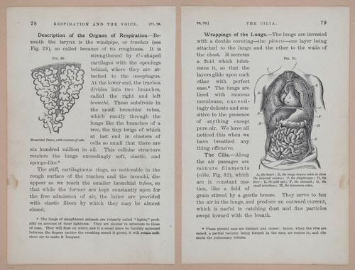 E311 - Hygienic Physiology - i8424-8425