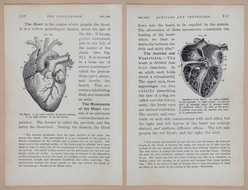 E311 - Hygienic Physiology - i8433-8434